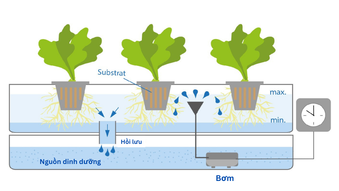 kỹ thuật trồng cây thủy canh
