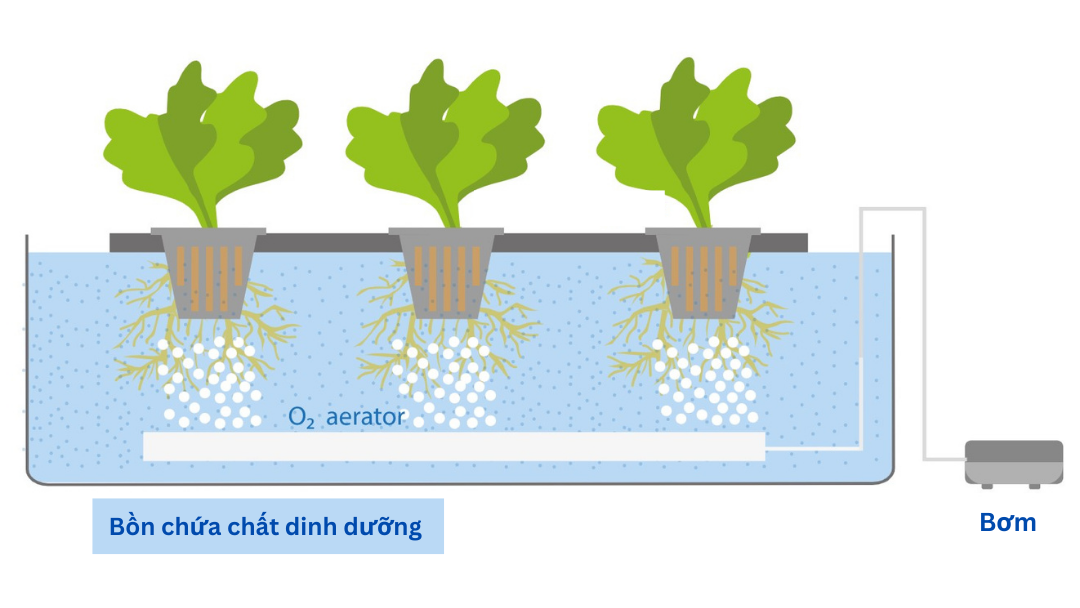 kỹ thuật trồng cây thủy canh - tĩnh