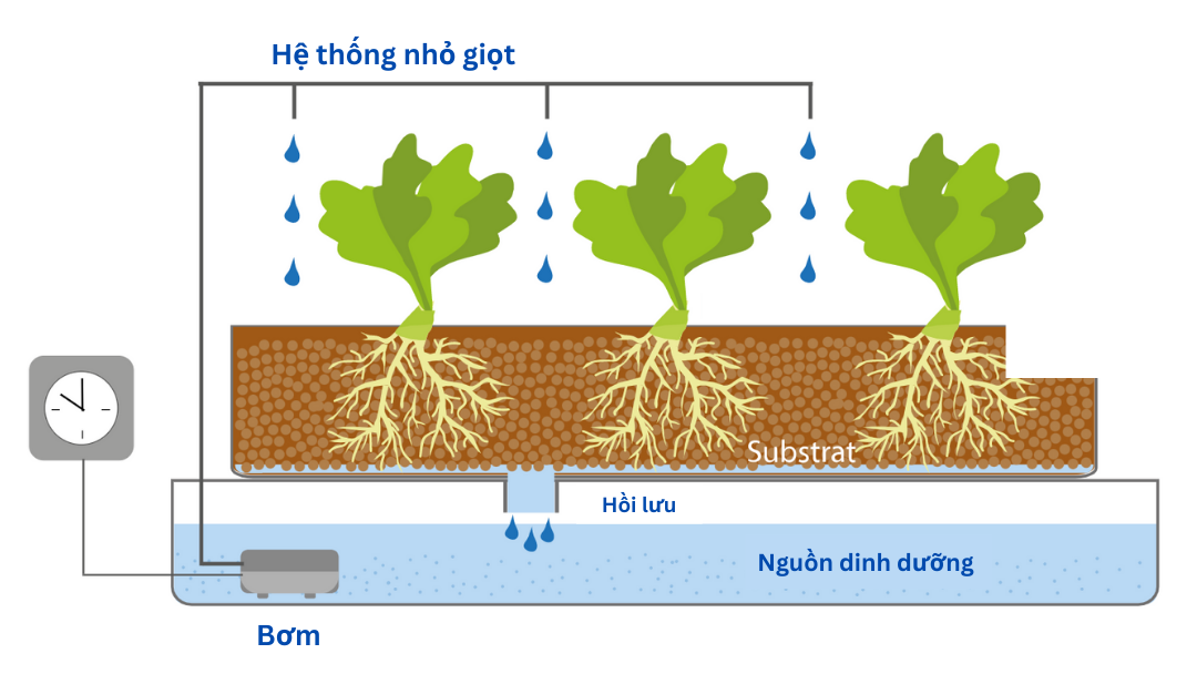 kỹ thuật trồng cây thủy canh