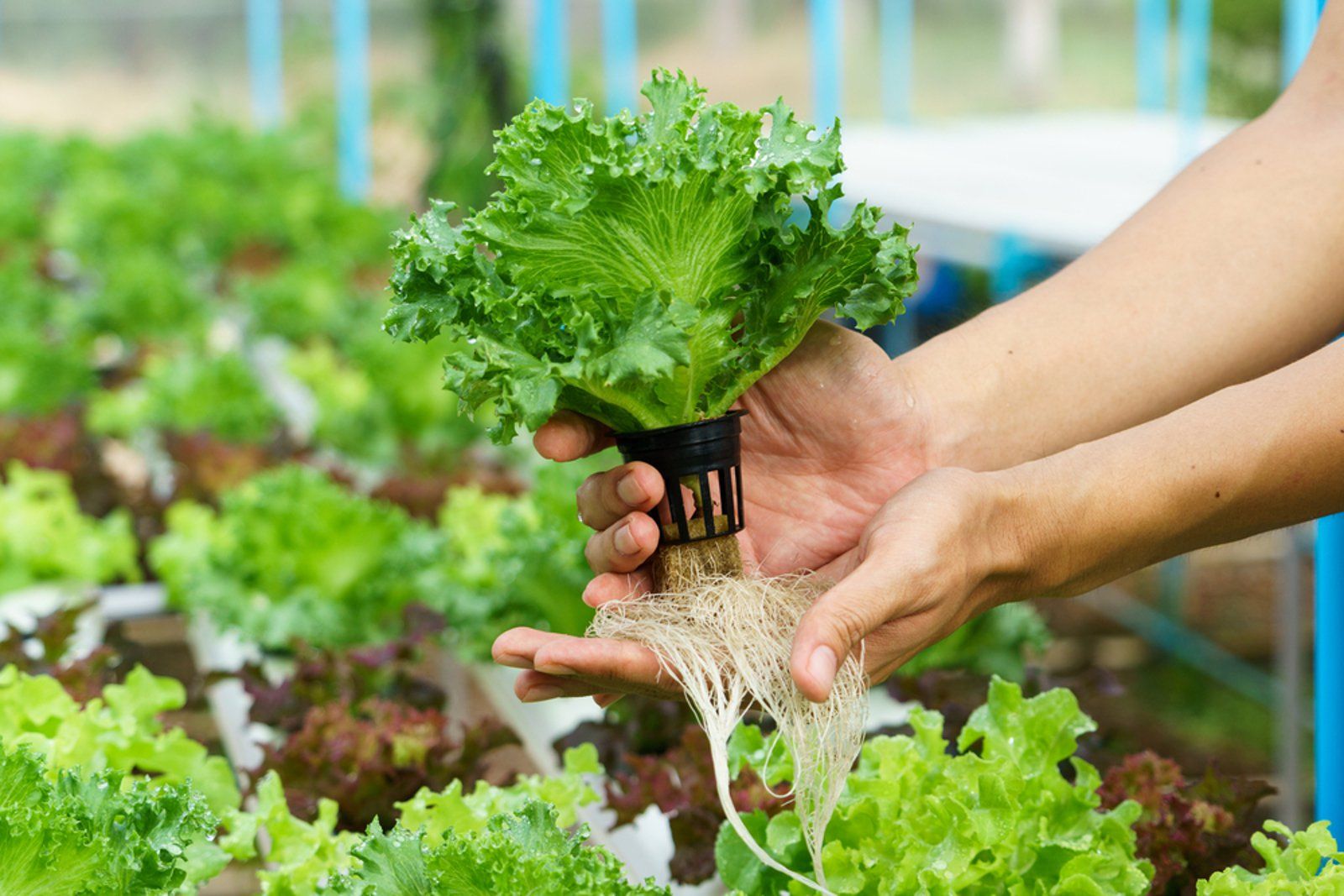 THỦY CANH LÀ GÌ? CÁC KỸ THUẬT TRỒNG CÂY THỦY CANH PHỔ BIẾN