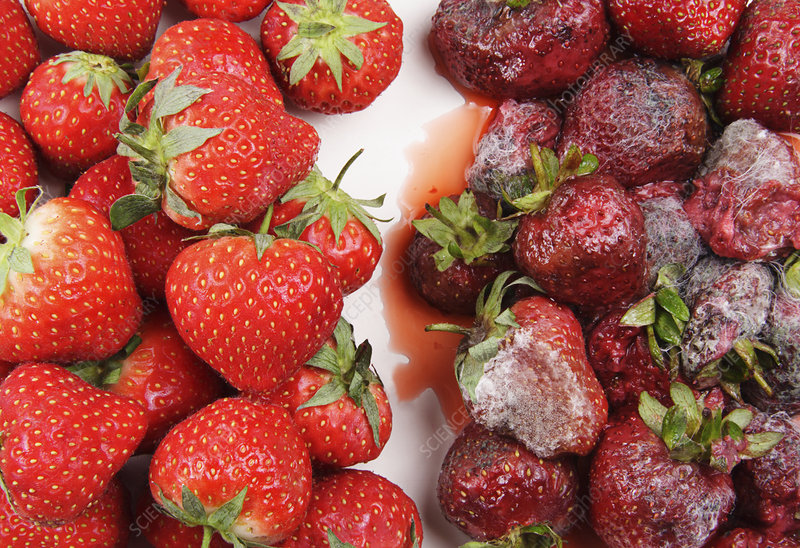 bảo quản trái cây an toàn - so sánh pp chiếu xạ và bảo quản lạnh - HORIBA - REDLAB