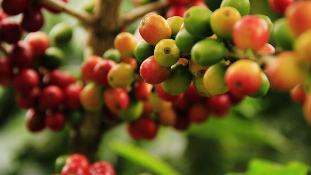 sản xuất cà phê hòa tan - cà phê chín không đồng đều - HORIBA - REDLAB