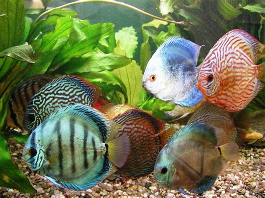 https://hubpages.com/animals/How-To-Keep-Discus-Fish