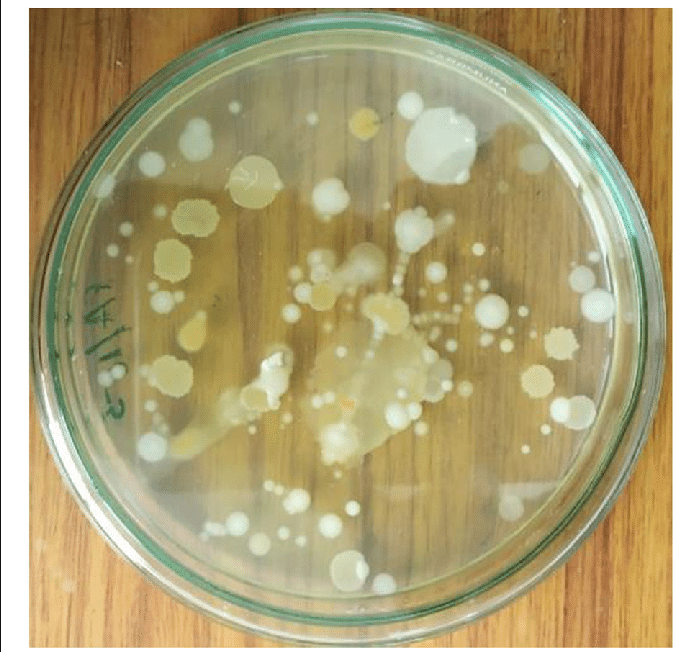 Bacterial Isolation by spread plate technique - phân lập vi sinh vật