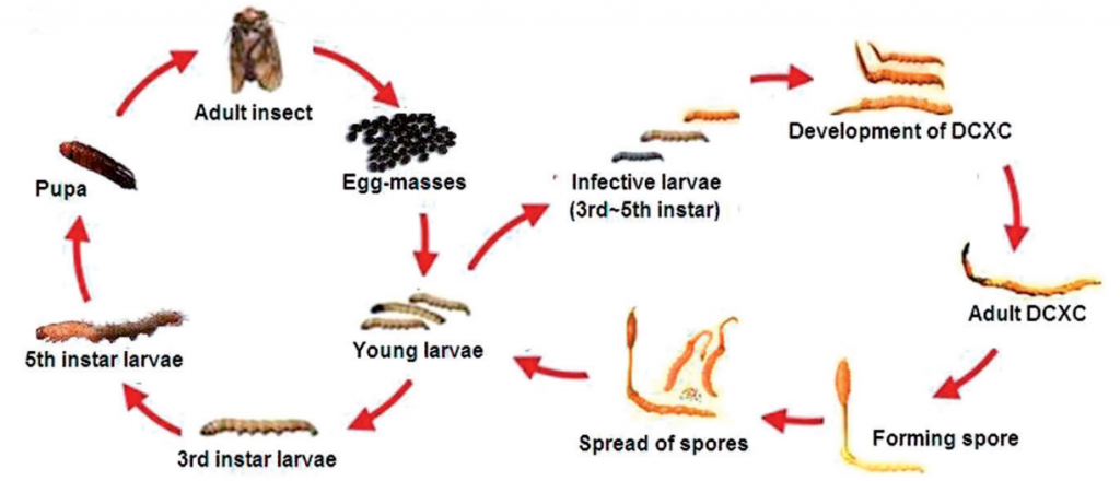 Quy trình nuôi cấy nấm đông trùng hạ thảo - Vòng đời của nấm đông trùng hạ thảo - RedLAB