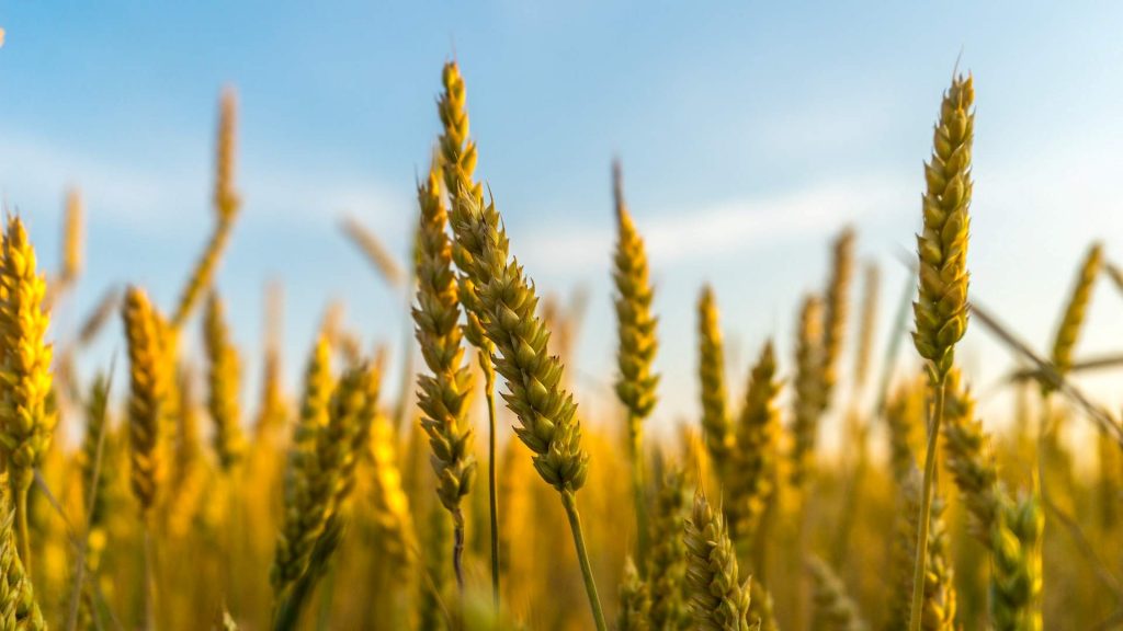 Ngành nông nghiệp và chế biến lương thực thực phẩm - máy đo chỉ số rơi bột mì falling number