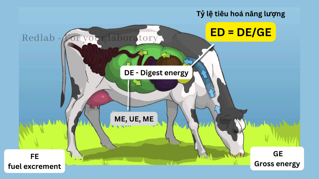 quy trình chuyển hóa năng lượng trong thức ăn chăn nuôi 